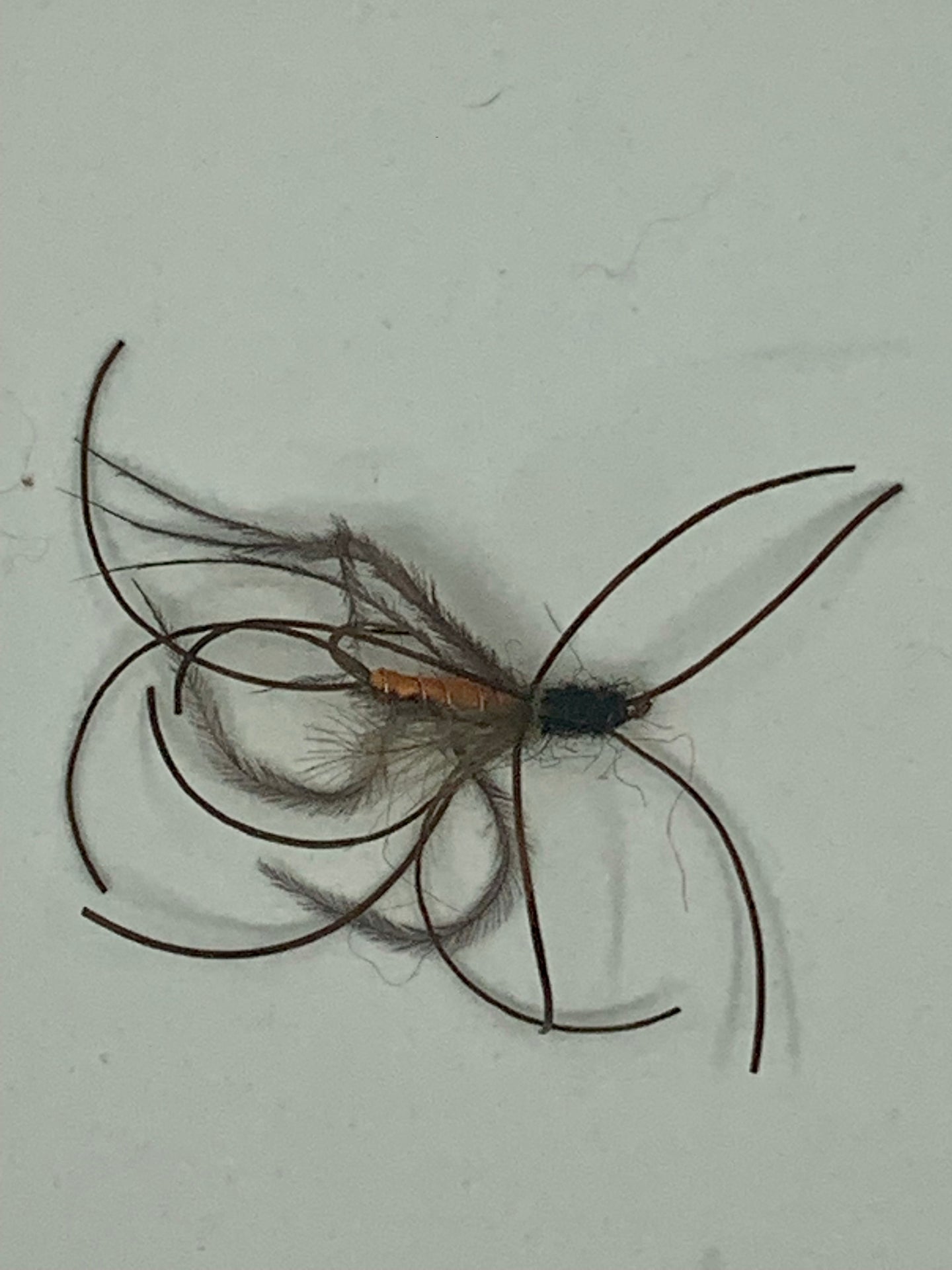 Drowned Salmonfly